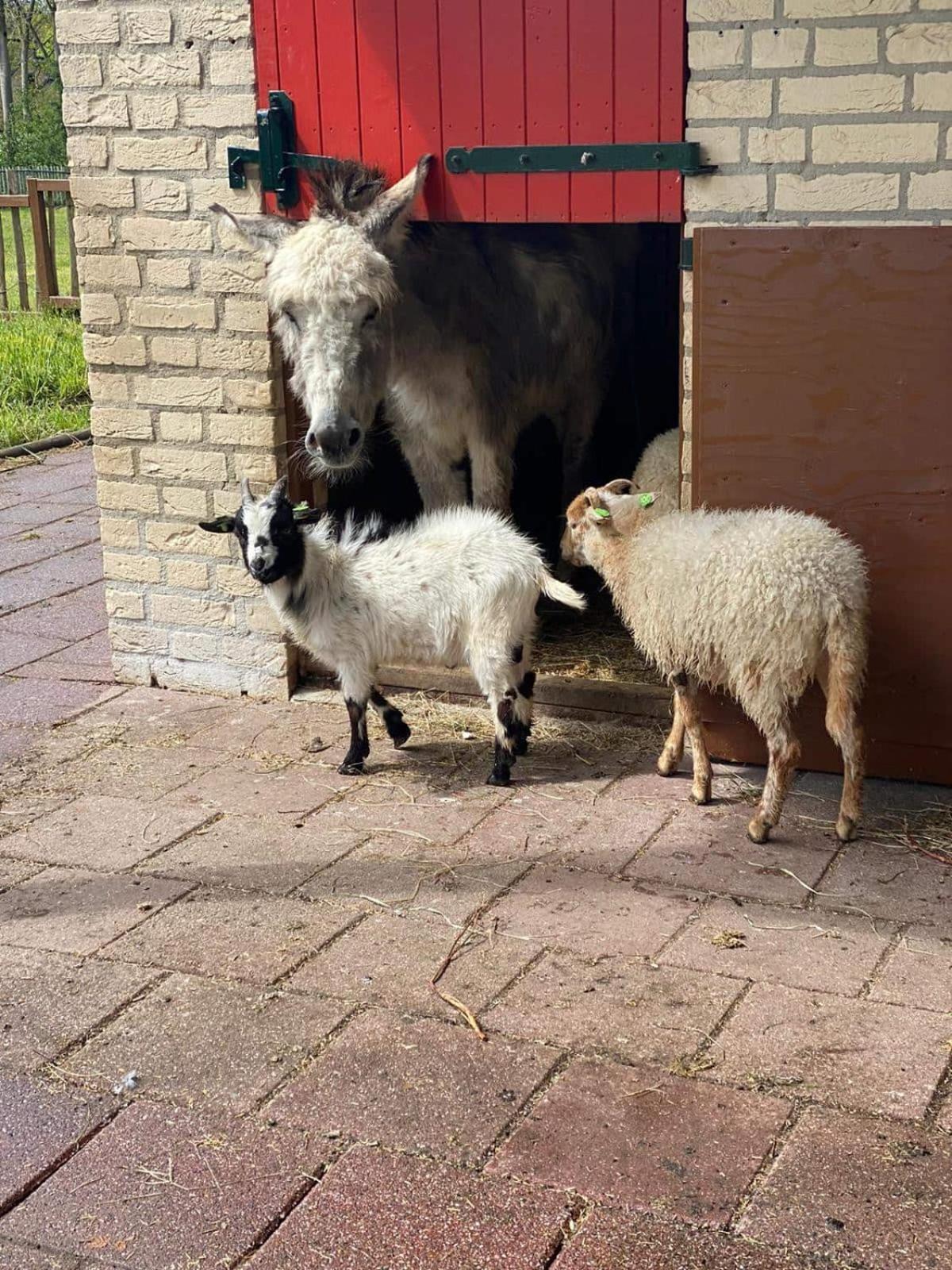 Het Huys Ewijk Mooi Luxe En Een Laadpaal Exterior photo